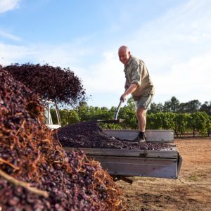 After the grape harvest