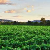 Overlooking the leafy green vineyard