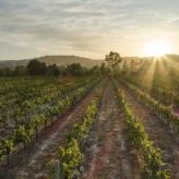 Faber Home - Vineyard Sunrise