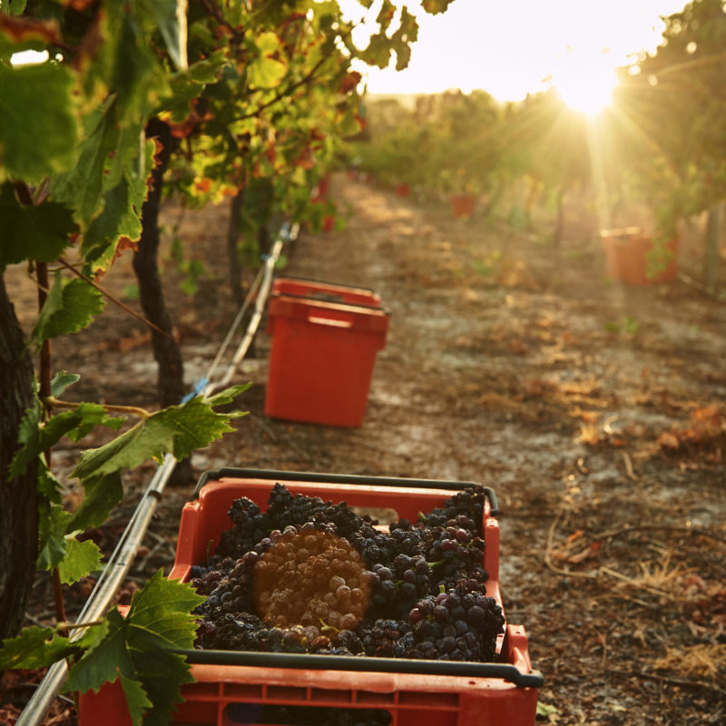 Crate of Muscat grapes in a vineyard at sunset