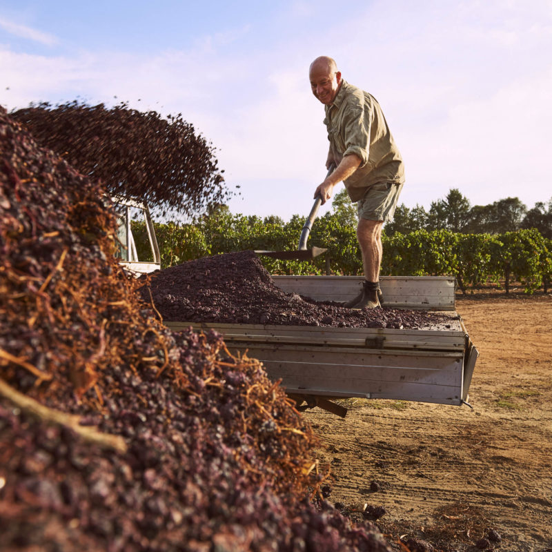 Winemaker-Shoveling-grape-skins-onto-truck