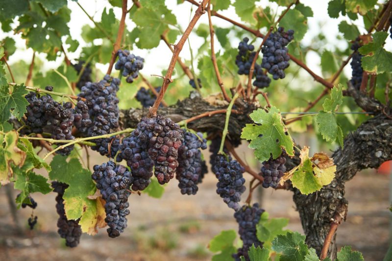 ripe muscat grapes hanging on old vine